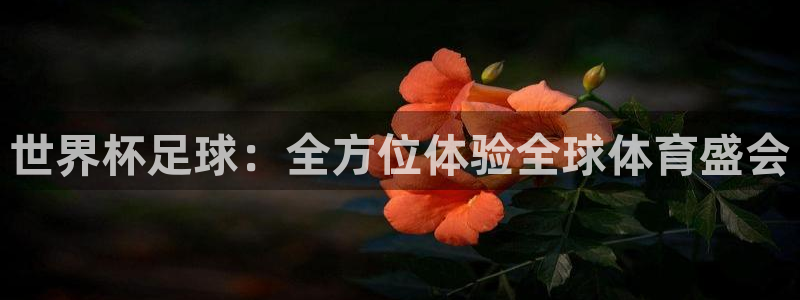 东升注册链接入口：世界杯足球：全方位体验全球体育盛会